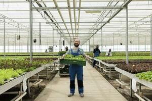 Happy farmer in busy modern entrepreneurial eco greenhouse farm used for growing local healthy eco food. Energy efficient regenerative agriculture using pesticide free soil fertilizer photo