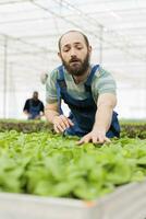 Portrait of farmer doing quality control check on fresh healthy leafy greens plantation crop yields cultivated without pesticides. Local entrepreneurial sustainable agricultural greenhouse photo