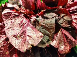 Fresh red amaranth or red spinach It is a good source of vitamins and essential minerals photo