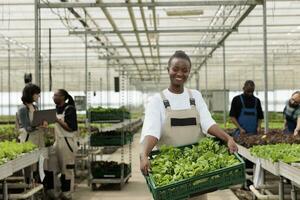 Happy smiling african american farm worker holding crate full of local bio natural ripe vegetables from sustainable crop harvest. Entrepreneurial non gmo certified organic greenhouse photo