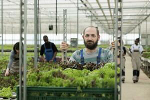 Farmer pushing cart full of certified organic bio vegetables produce. Busy group of farm workers harvesting healthy pesticide free leafy greens in local eco friendly agricultural greenhouse. photo