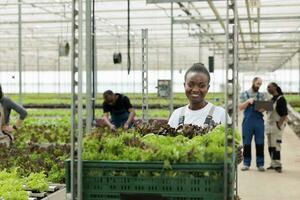 Busy group of farmers harvesting local bio leafy greens in zero waste environmentally conscious modern greenhouse. Cheerful woman pushing cart full of certified organic vegetables photo