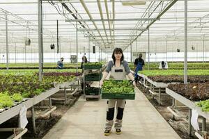 Regenerative agriculture using chemical free soil fertilizer. Busy group of farm workers growing eco friendly bio organic food in modern zero waste entrepreneurial agricultural greenhouse. photo