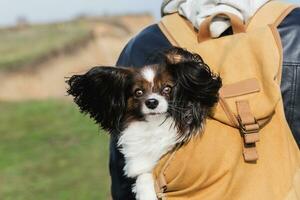 Close up portrait of cute young dog breed papillon with big  windy ears sitting in backpack , mountain background. photo