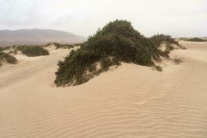 Sand dunes in Lanzarote photo