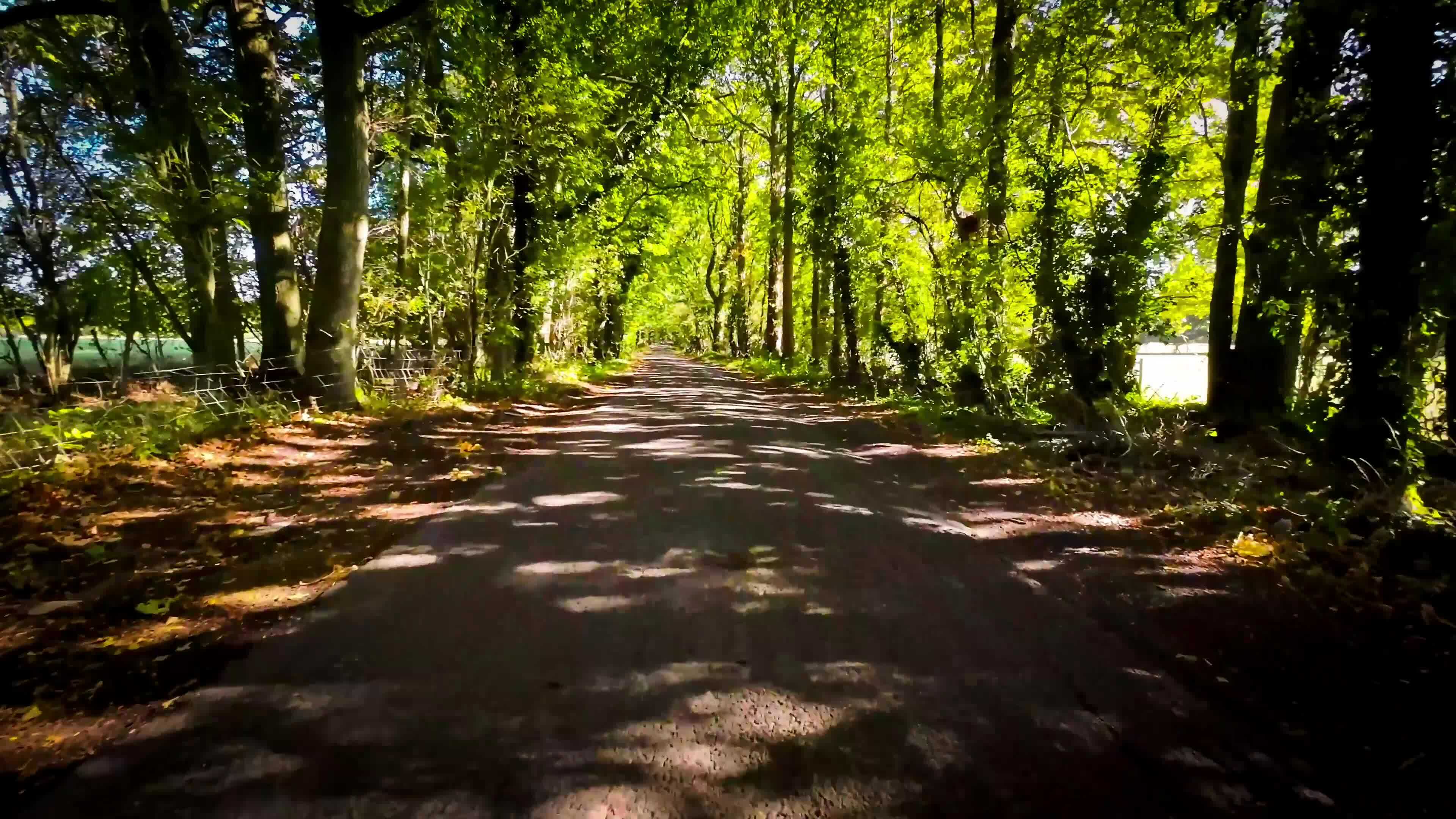 Jqxoreillys Forest Ln 26 - j5cqbkh