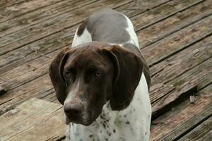 Hunting Dogs By A Lake Looking Out photo