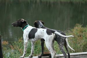 Hunting Dogs By A Lake Looking Out photo