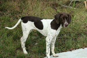 Hunting Dogs By A Lake Looking Out photo