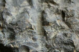 Fossil Collection Laid Out On Display photo