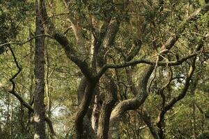 hermosa arboles en un bosque foto