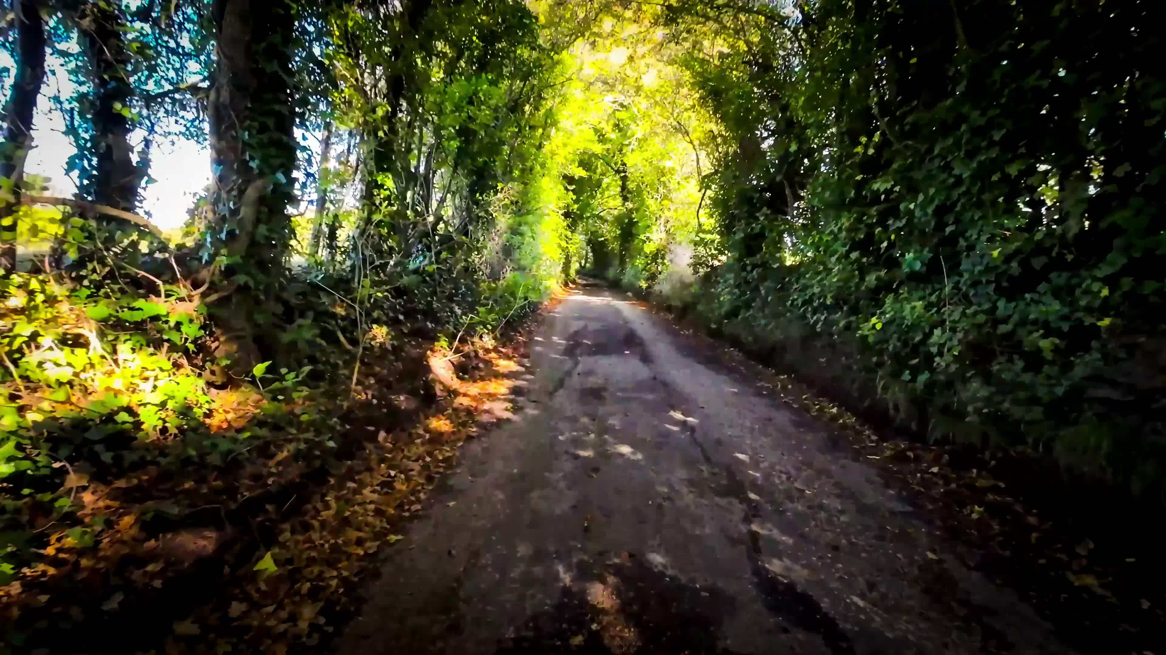 Jqxoreillys Forest Ln 26 - xktljqp