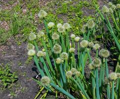 Allium fistulosum. Flowering onions in the garden. Edible plant, blooming perennial photo