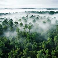 A top view of a forest with a white fog rolling over the treetops. photo