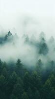 A top view of a forest with a white fog rolling over the treetops. photo