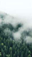 A top view of a forest with a white fog rolling over the treetops. photo