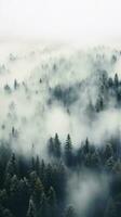 A top view of a forest with a white fog rolling over the treetops. photo