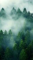 An aerial shot of a dense forest with a white fog photo