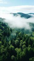 A top view of a forest with a white fog rolling over the treetops. photo