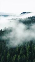 A top view of a forest with a white fog rolling over the treetops. photo