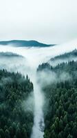 A top view of a forest with a white fog rolling over the treetops. photo