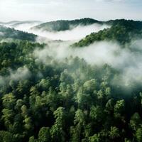 An aerial shot of a dense forest with a white fog photo