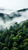 A top view of a forest with a white fog rolling over the treetops. photo