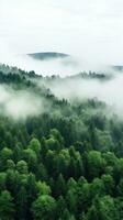 A panoramic view of a dense forest with a white fog covering the treetops photo