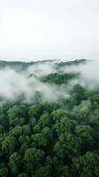 A panoramic view of a dense forest with a white fog covering the treetops photo