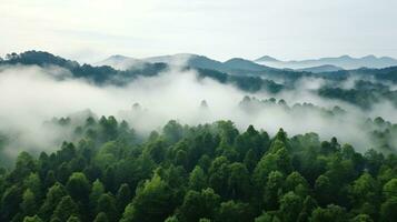 A panoramic view of a dense forest with a white fog covering the treetops photo