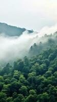 A panoramic view of a dense forest with a white fog covering the treetops photo