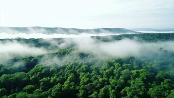 A panoramic view of a dense forest with a white fog covering the treetops photo