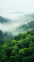 A panoramic view of a dense forest with a white fog covering the treetops photo