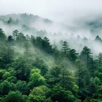 A panoramic view of a dense forest with a white fog covering the treetops photo
