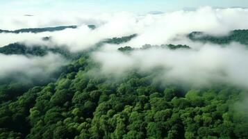 A panoramic view of a dense forest with a white fog covering the treetops photo