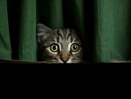 adorable kitten peeking out from behind a curtain AI Generative photo