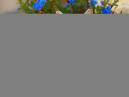 majestic cat with striking blue eyes sitting regally on a staircase AI Generative photo