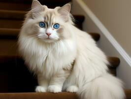 majestuoso gato con sorprendentes azul ojos sentado regiamente en un escalera ai generativo foto