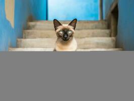 majestuoso gato con sorprendentes azul ojos sentado regiamente en un escalera ai generativo foto