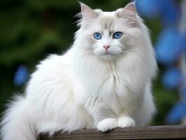 majestuoso gato con sorprendentes azul ojos sentado regiamente en un escalera ai generativo foto