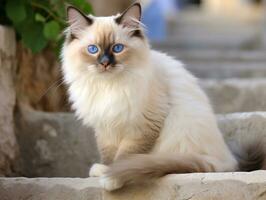 majestuoso gato con sorprendentes azul ojos sentado regiamente en un escalera ai generativo foto