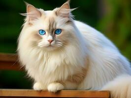 majestuoso gato con sorprendentes azul ojos sentado regiamente en un escalera ai generativo foto