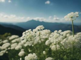 hermosa prado salvaje césped en calentar luz de sol. belleza naturaleza campo antecedentes blanco pequeño flores en el formar de un paracaídas en un verde borroso antecedentes generado por ai foto