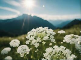 hermosa prado salvaje césped en calentar luz de sol. belleza naturaleza campo antecedentes blanco pequeño flores en el formar de un paracaídas en un verde borroso antecedentes generado por ai foto