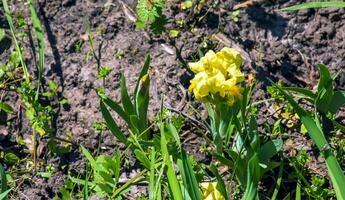 Iris reichenbachii flower in a meadow in spring photo