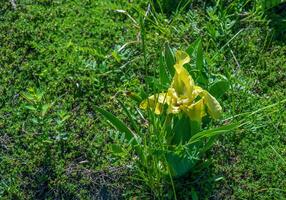 iris reichenbachii flor en un prado en primavera foto