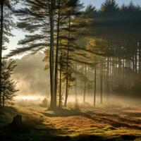 Autumn Mist Settles in the Forest - AI generated photo