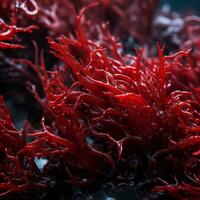 Close-up of vibrant red seaweed - AI generated photo