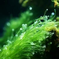 Green algae underwater close-up - AI generated photo