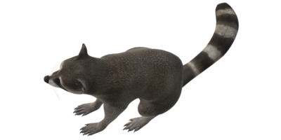 Waschbär isoliert auf ein transparent Hintergrund png